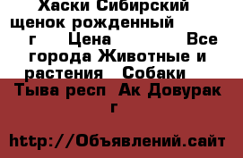 Хаски Сибирский (щенок рожденный 20.03.2017г.) › Цена ­ 25 000 - Все города Животные и растения » Собаки   . Тыва респ.,Ак-Довурак г.